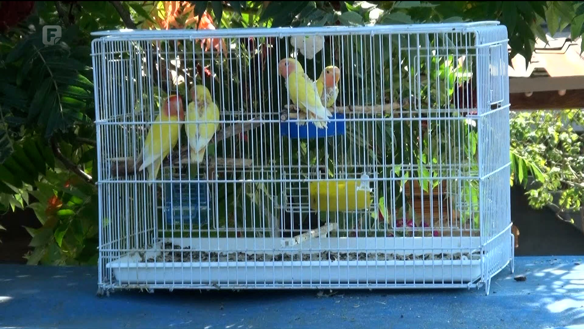 U Brčkom se okupili uzgajivači papagaja tigrica iz cijele BiH